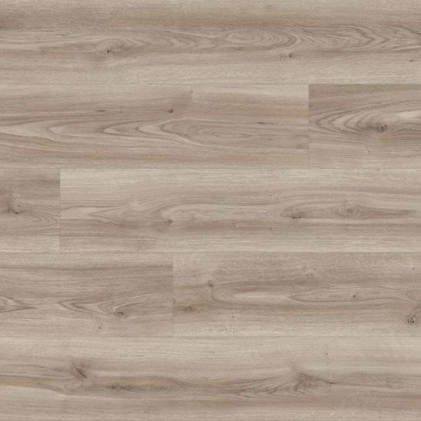 Moderno palıdı — 2